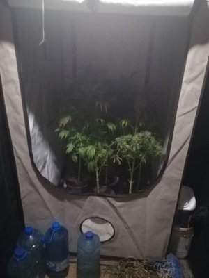 pomieszczenie z plantacją marihuany