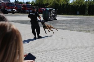 pokaz tresury policyjnych psów