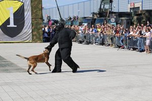 pokaz tresury policyjnych psów