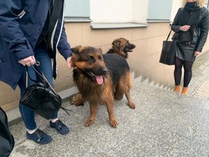dwa psiaki przed Komendą Wojewódzką Policji w Kielcach