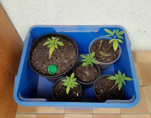 zabezpieczone substancje