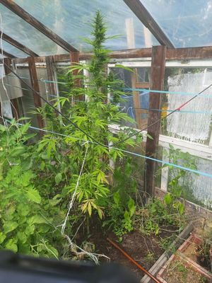 zabezpieczone krzewy konopi  i marihuana