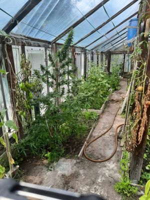 zabezpieczone krzewy konopi  i marihuana