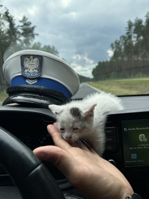 kotki i policjanci