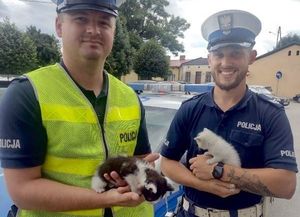 policjanci i kotki