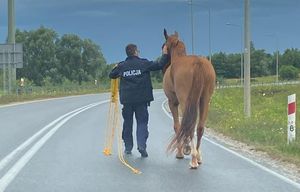 Koński uciekinier w rękach policjantów