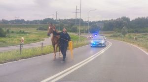 Koński uciekinier w rękach policjantów