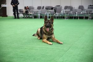 policjanci z psami służbowymi podczas pokazu