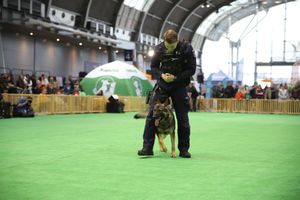 policjanci z psami służbowymi podczas pokazu