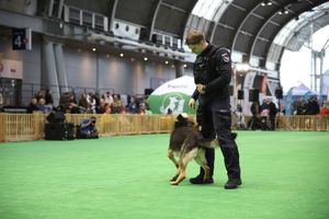 policjanci z psami służbowymi podczas pokazu