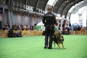 policjanci z psami służbowymi podczas pokazu