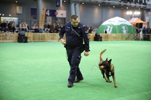 policjanci z psami służbowymi podczas pokazu