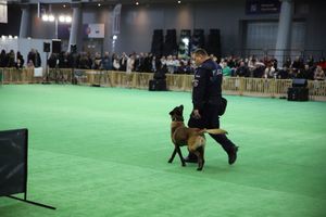 policjanci z psami służbowymi podczas pokazu