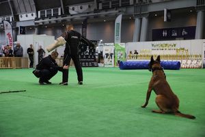 policjanci z psami służbowymi podczas pokazu