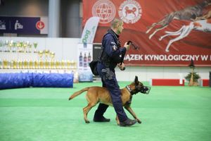 XVIII Międzynarodowa Wystawa Psów Rasowych – z udziałem świętokrzyskich czworonożnych funkcjonariuszy