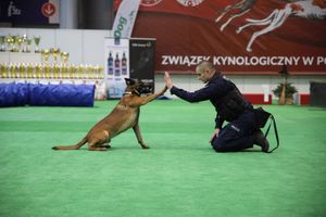 XVIII Międzynarodowa Wystawa Psów Rasowych – z udziałem świętokrzyskich czworonożnych funkcjonariuszy