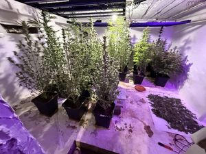 Zabezpieczyli 2 kg suszu marihuany oraz plantacje konopi
