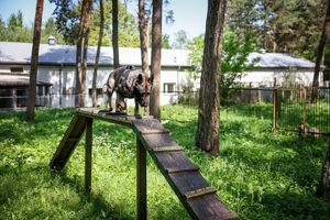 Poznaliśmy najlepszych przewodników i ich czworonożnych partnerów
