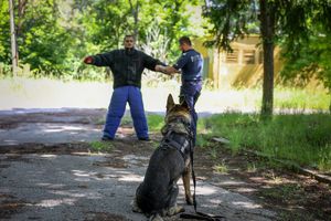 Poznaliśmy najlepszych przewodników i ich czworonożnych partnerów