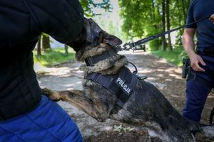 Poznaliśmy najlepszych przewodników i ich czworonożnych partnerów