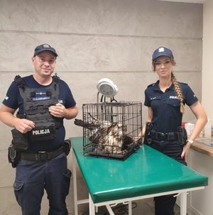 policjanci i jastrząb