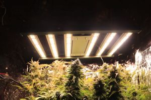 Plantacja konopi zlikwidowana