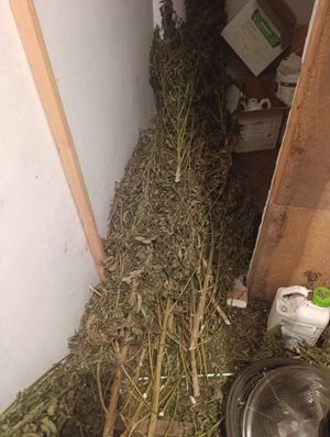 Zabezpieczyli 16 kg narkotyków i nie tylko