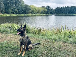 Lucy - policyjny pies patrolowo-tropiący w koneckiej Komendzie