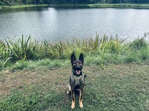 Lucy - policyjny pies patrolowo-tropiący w koneckiej Komendzie