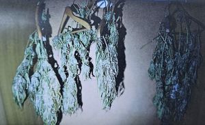 zabezpieczone narkotyki