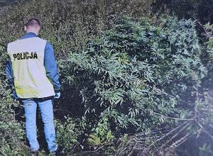 zabezpieczone narkotyki