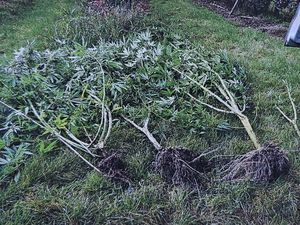 zabezpieczone narkotyki