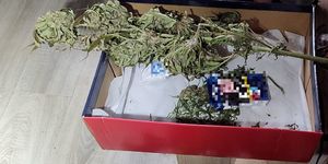 zabezpieczone narkotyki