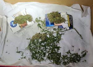 zabezpieczone narkotyki