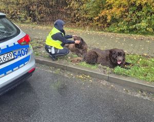 Policjanci z ostrowieckiej drogówki zaopiekowali się czworonogami