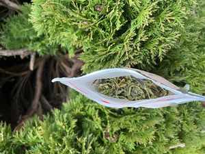 Skrytka na narkotyki w krzewie tui