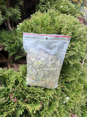 Skrytka na narkotyki w krzewie tui