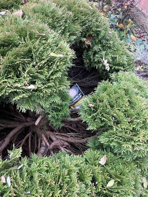 Skrytka na narkotyki w krzewie tui