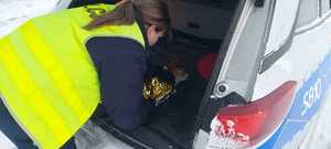 Uratowali wychłodzonego pieska