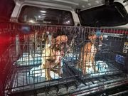 z miejsca zdarzenia, zabezpieczone zwierzęta