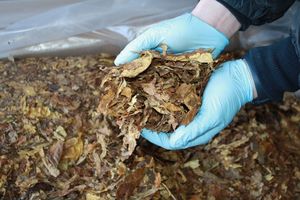 ponad 2 tony tytoniu