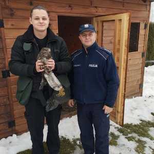 uratowany myszołów