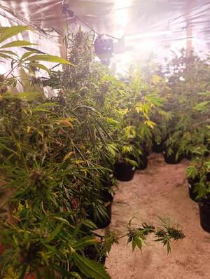 zabezpieczona plantacja