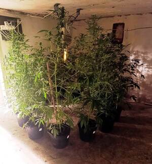 zabezpieczona plantacja