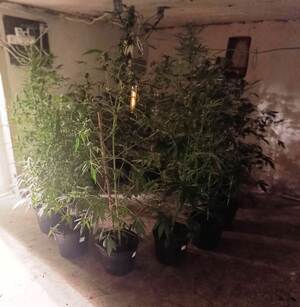 zabezpieczona plantacja