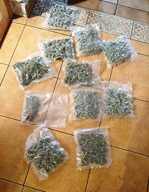 zabezpieczona plantacja