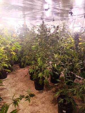 zabezpieczona plantacja