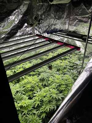 zabezpieczone substancje