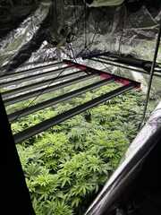 zabezpieczone substancje