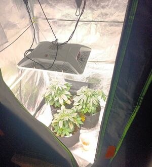 zabezpieczone narkotyki i krzaki konopi